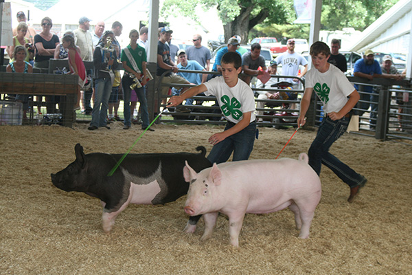 4H youth showing pigs